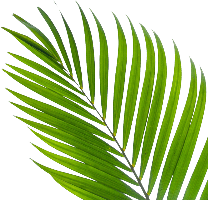 A close-up of a green palm leaf with elongated fronds, displaying various shades of vibrant green. The background is transparent, emphasizing the leaf's details and texture.