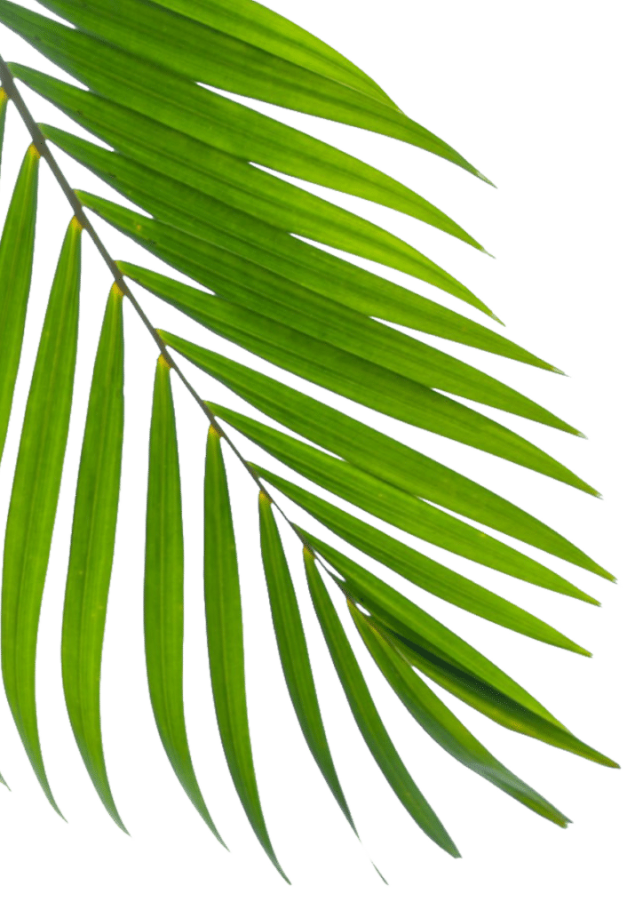 A close-up of a green palm leaf with long, slender fronds extending upwards against a transparent background.