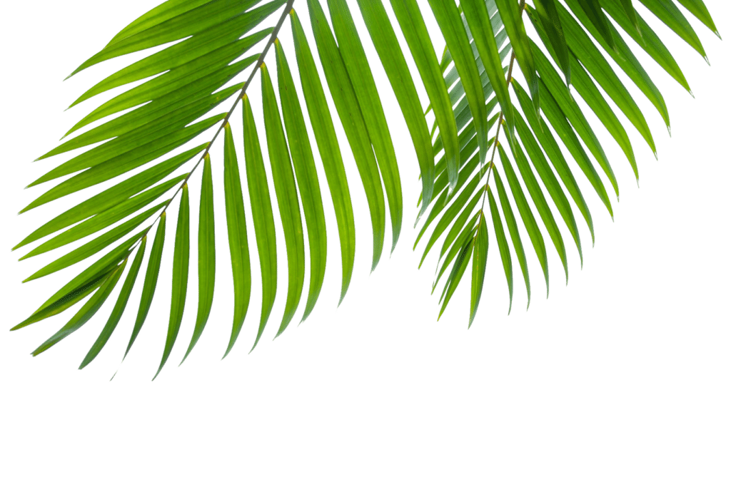 Two green palm fronds extending outward against a transparent background.